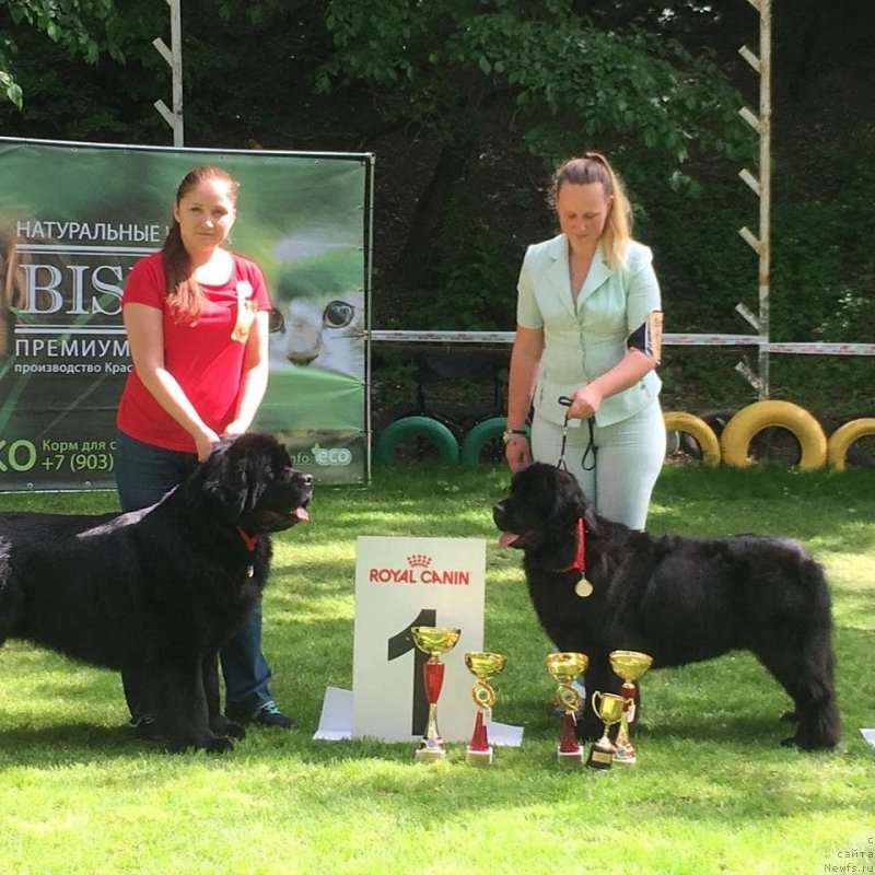 Фото: ньюфаундленд May Frend Newfy Lavender Palm (Май Френд Ньюфи Лавендэ Палм)