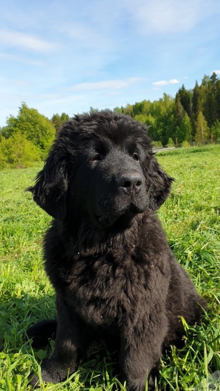 Фото: ньюфаундленд Vyatskiy Medved' SHaula Nebesnaya (Вятский Медведь Шаула Небесная)