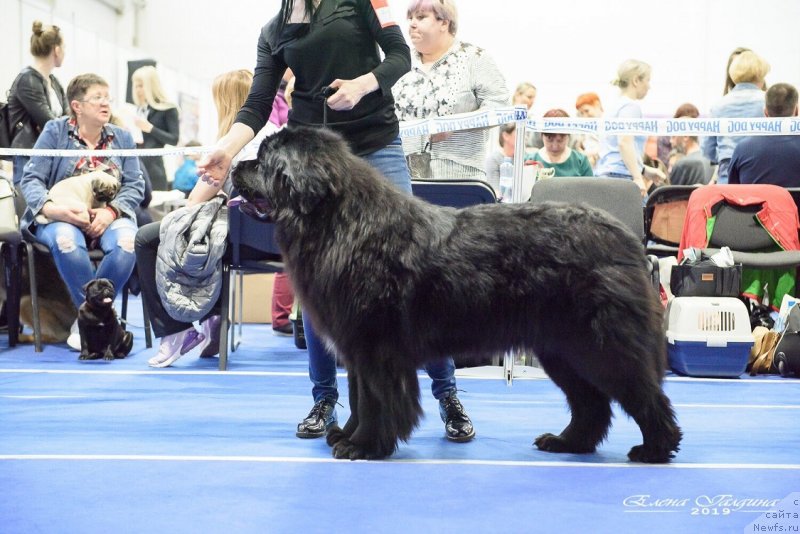 Фото: ньюфаундленд N'yufort Nikita (Ньюфорт Никита)