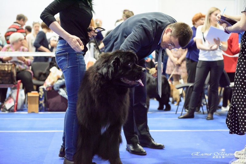 Фото: ньюфаундленд N'yufort Nikita (Ньюфорт Никита)