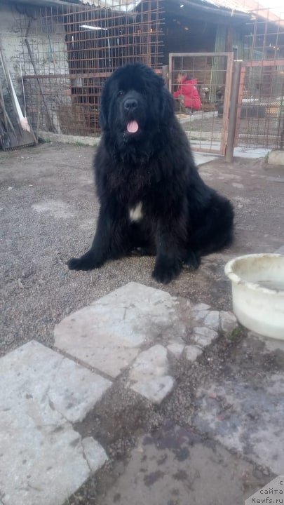 Фото: ньюфаундленд N'yufort Nikita (Ньюфорт Никита)