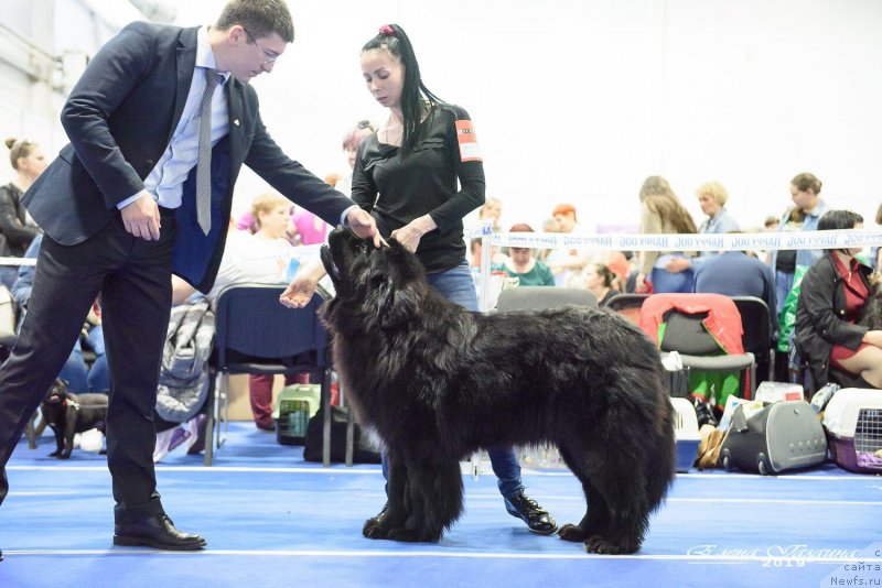 Фото: ньюфаундленд N'yufort Nikita (Ньюфорт Никита)