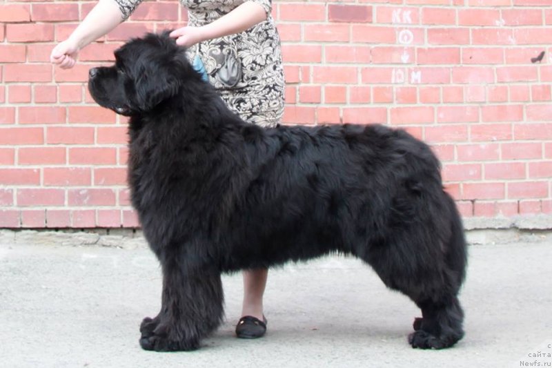 Фото: ньюфаундленд Njufort Nasledniy Prints (Ньюфорт Наследный Принц)