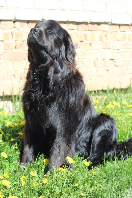 Фото: ньюфаундленд N'yufort Ofeliya (Ньюфорт Офелия)