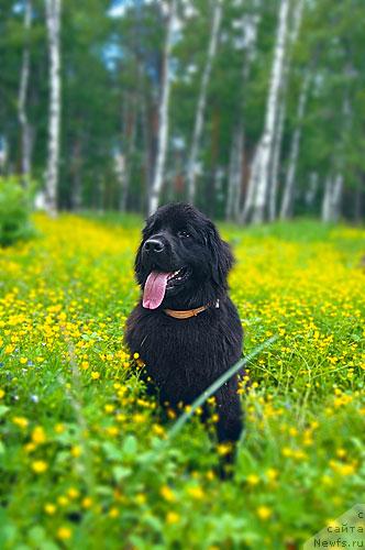 Фотография № 243