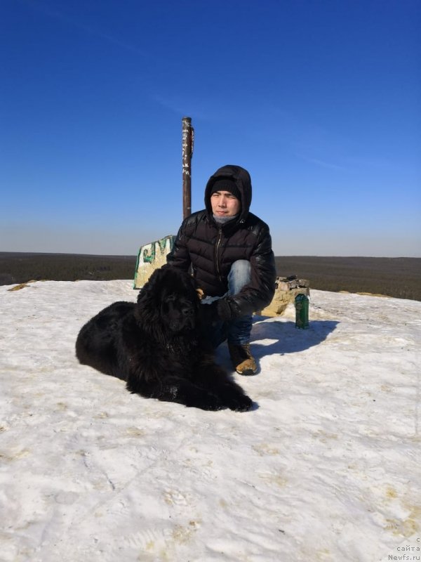 Фото: ньюфаундленд N'yufort Pirnstan Vayn Dayk (Ньюфорт Пирнстан Вайн Дайк)