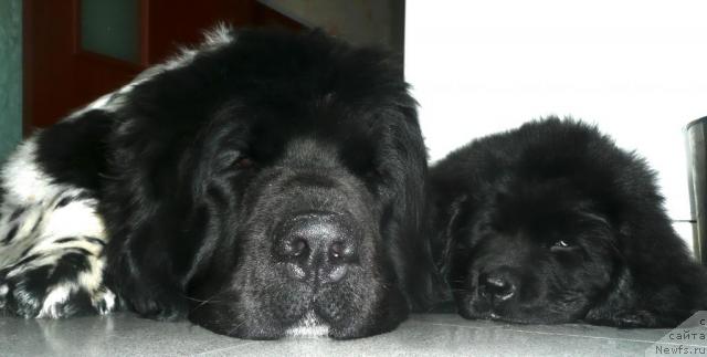 Фото: ньюфаундленд Plyushevaya Panda La Bella (Плюшевая Панда Ла Белла), ньюфаундленд Bianka Vayt Pyerl (Бианка Вайт Пэрл)