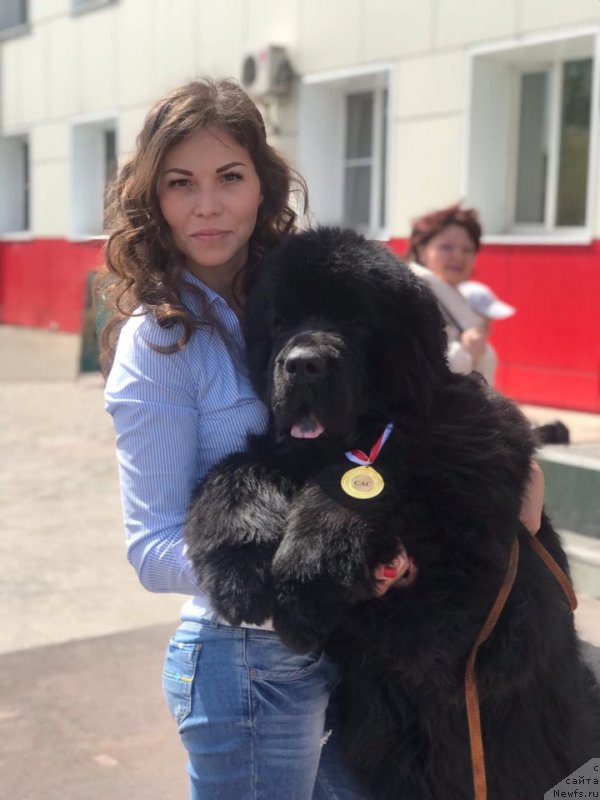 Фото: ньюфаундленд N'yufort Landau (Ньюфорт Ландау)