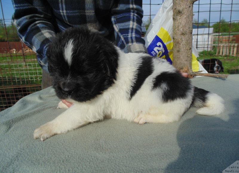 Фото: ньюфаундленд Stepnaya Pal'mira Edinstvennyiy Moy (Степная Пальмира Единственный Мой)