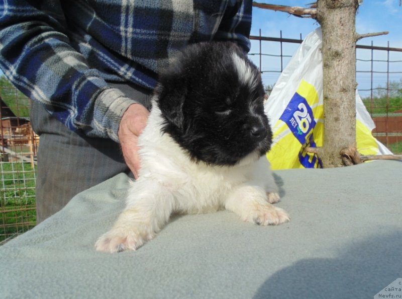 Фото: ньюфаундленд Stepnaya Pal'mira Edinstvennyiy Moy (Степная Пальмира Единственный Мой)