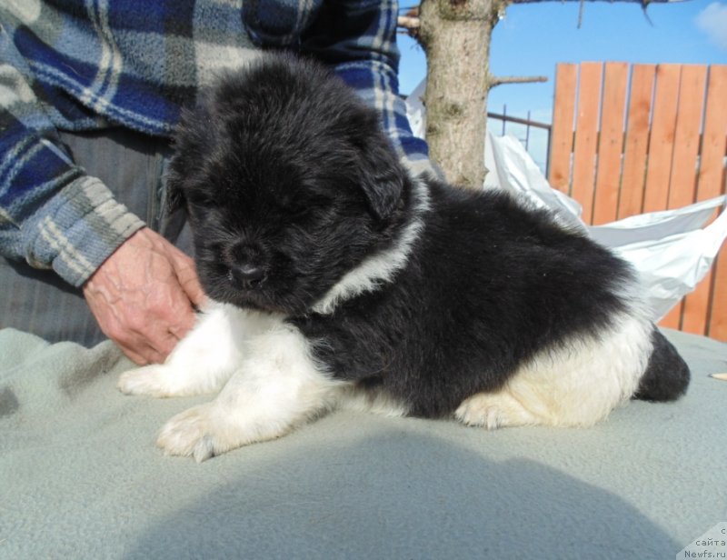 Фото: ньюфаундленд Stepnaya Pal'mira Edinstvennyiy Moy (Степная Пальмира Единственный Мой)