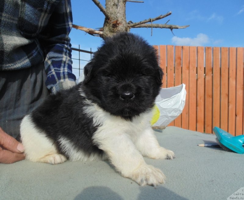 Фото: ньюфаундленд Stepnaya Pal'mira Edinstvennyiy Moy (Степная Пальмира Единственный Мой)