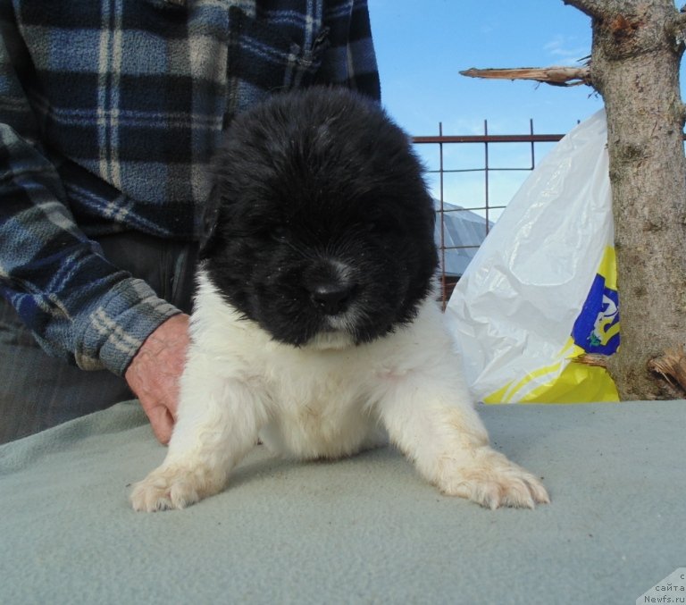 Фото: ньюфаундленд Stepnaya Pal'mira Edinstvennyiy Moy (Степная Пальмира Единственный Мой)