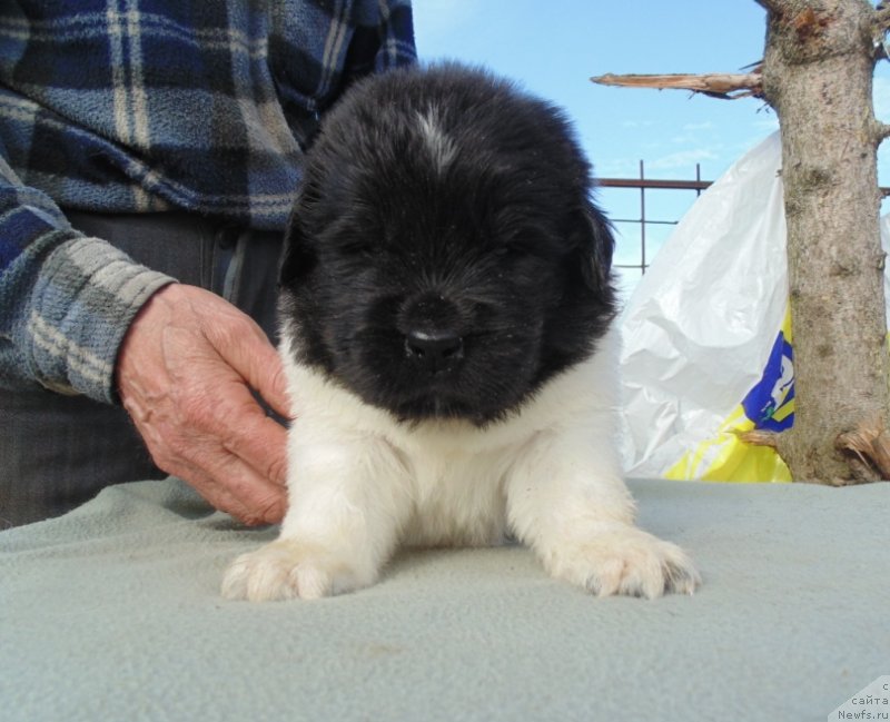 Фото: ньюфаундленд Stepnaya Pal'mira Edinstvennyiy Moy (Степная Пальмира Единственный Мой)