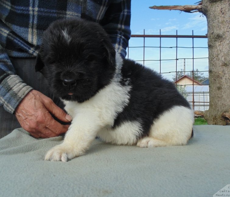 Фото: ньюфаундленд Stepnaya Pal'mira Edinstvennyiy Moy (Степная Пальмира Единственный Мой)