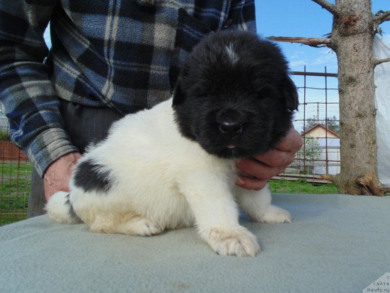 Фото: ньюфаундленд Stepnaya Pal'mira Edinstvennyiy Moy (Степная Пальмира Единственный Мой)