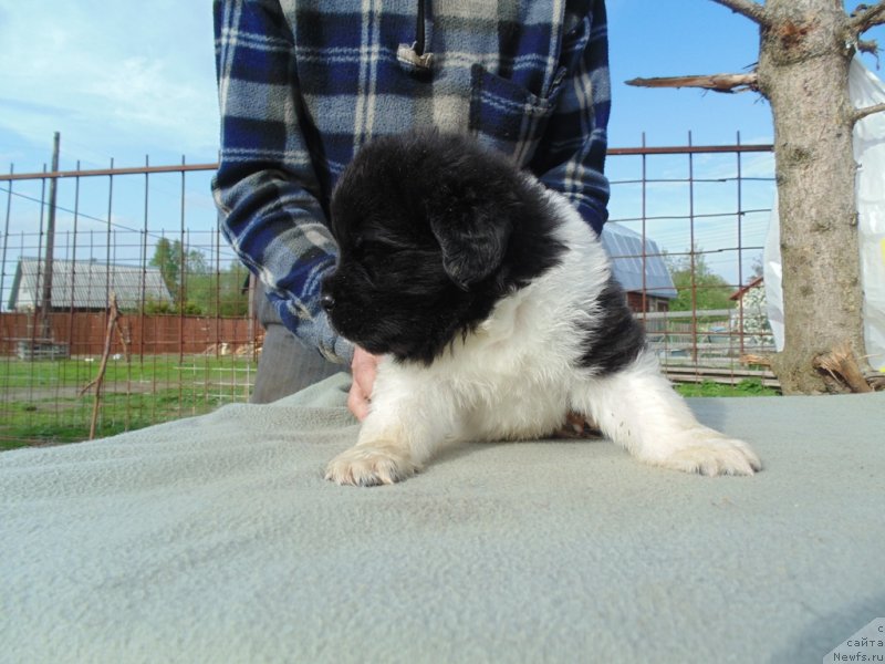 Фото: ньюфаундленд Stepnaya Pal'mira Edinstvennyiy Moy (Степная Пальмира Единственный Мой)