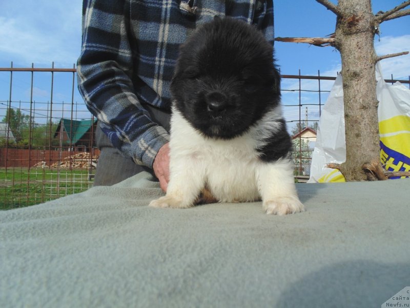 Фото: ньюфаундленд Stepnaya Pal'mira Edinstvennyiy Moy (Степная Пальмира Единственный Мой)
