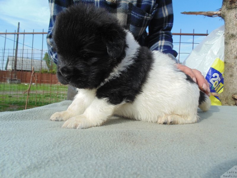 Фото: ньюфаундленд Stepnaya Pal'mira Edinstvennyiy Moy (Степная Пальмира Единственный Мой)