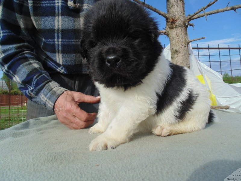 Фото: ньюфаундленд Stepnaya Pal'mira Edinstvennyiy Moy (Степная Пальмира Единственный Мой)