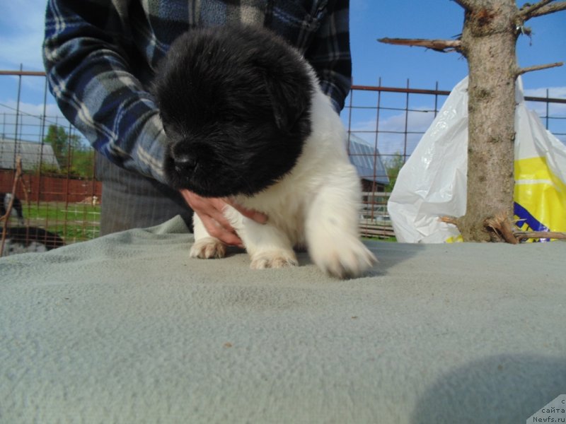 Фото: ньюфаундленд Stepnaya Pal'mira Edinstvennyiy Moy (Степная Пальмира Единственный Мой)