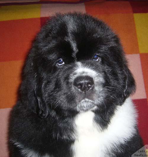 Фото: ньюфаундленд Super Bizon Gera (Супер Бизон Гера)