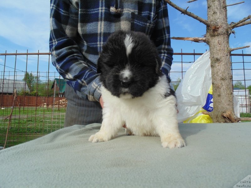 Фото: ньюфаундленд Stepnaya Pal'mira Edinstvennyiy Moy (Степная Пальмира Единственный Мой)