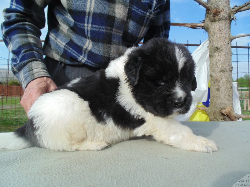 Фото: ньюфаундленд Stepnaya Pal'mira Edinstvennyiy Moy (Степная Пальмира Единственный Мой)