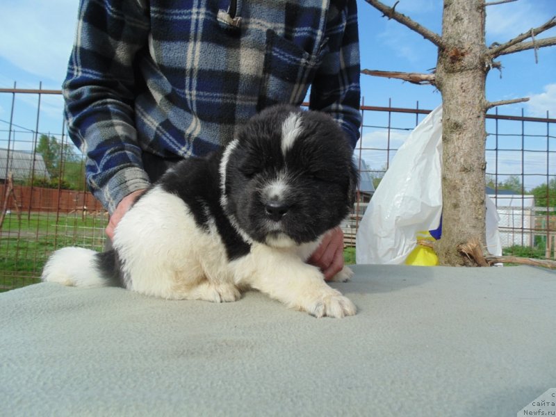 Фото: ньюфаундленд Stepnaya Pal'mira Edinstvennyiy Moy (Степная Пальмира Единственный Мой)