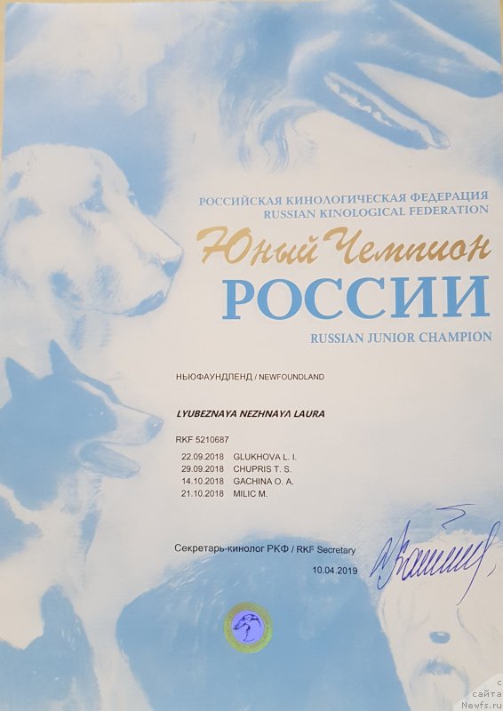 Фото: ньюфаундленд Lyubeznaya Nezhnaya Laura (Любезная Нежная Лаура)