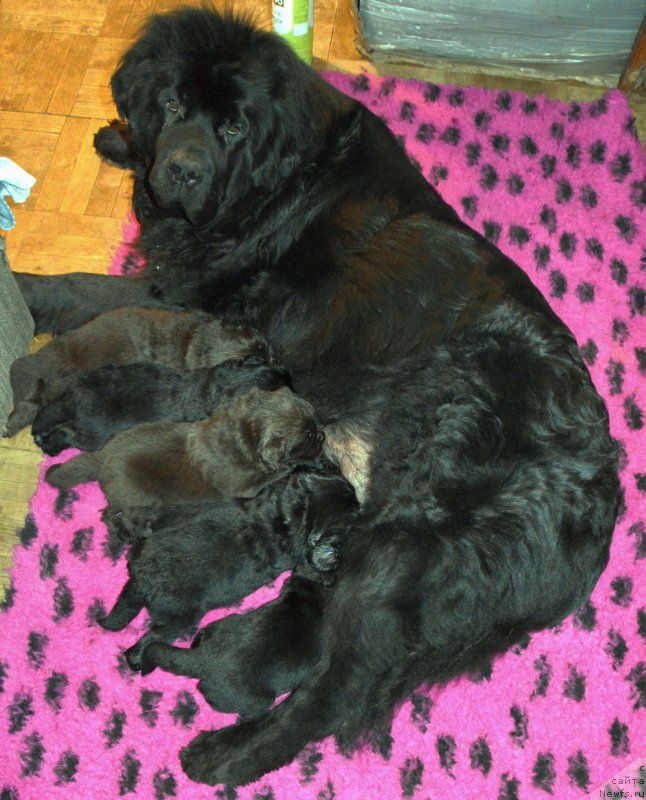 Фото: ньюфаундленд Sent Djons Yustiniya Yuliya (Сент Джонс Юстиния Юлия)