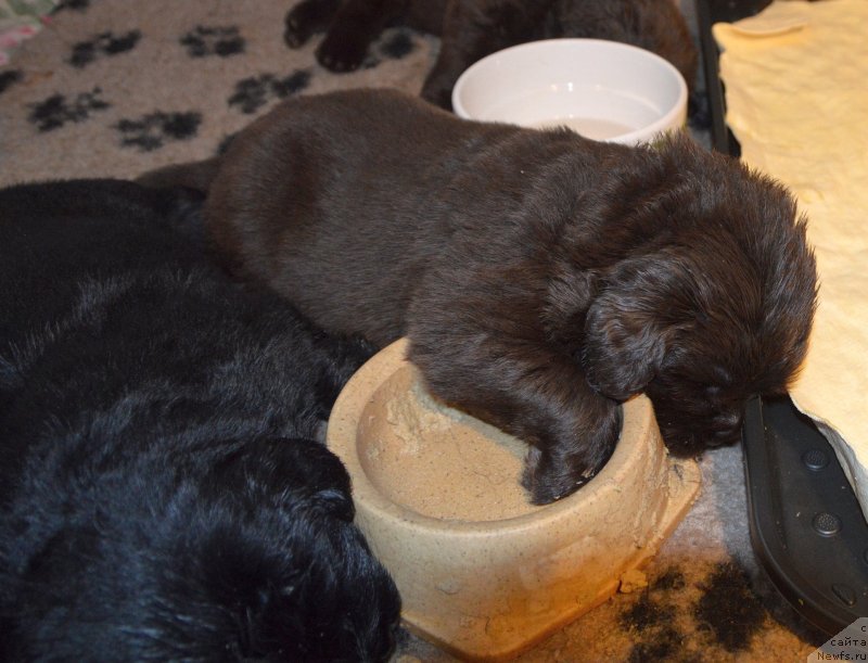 Фото: ньюфаундленд Sent Djons Yustiniya Yuliya (Сент Джонс Юстиния Юлия)