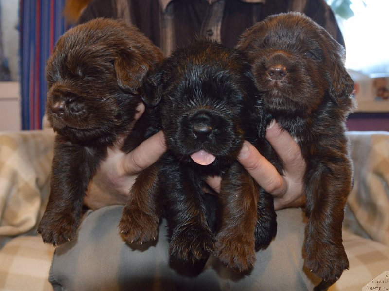 Фото: ньюфаундленд Sent Djons Yustiniya Yuliya (Сент Джонс Юстиния Юлия)