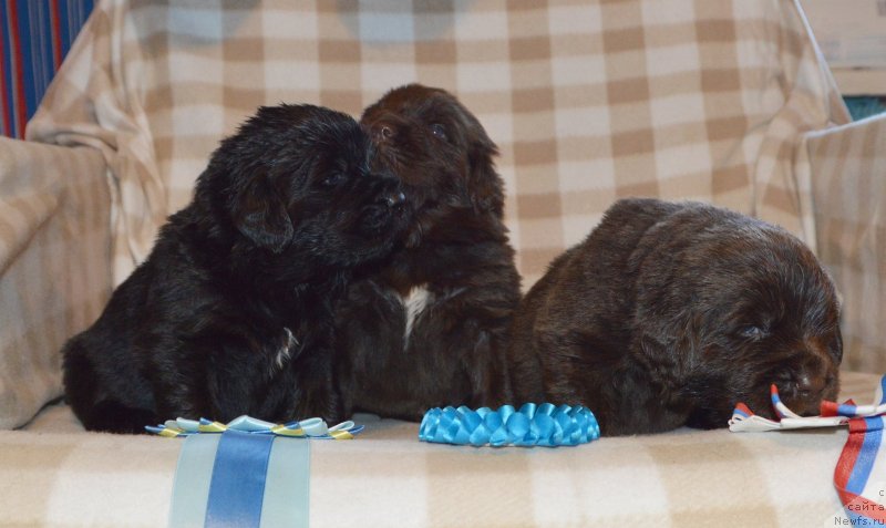 Фото: ньюфаундленд Sent Djons Yustiniya Yuliya (Сент Джонс Юстиния Юлия)