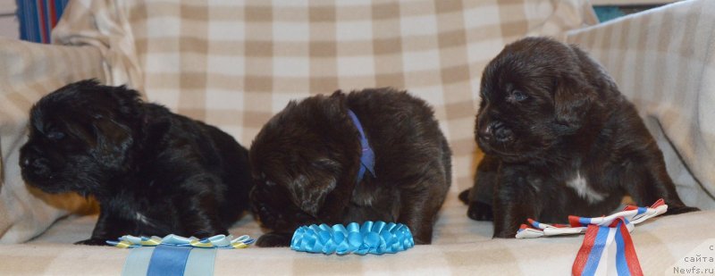 Фото: ньюфаундленд Sent Djons Yustiniya Yuliya (Сент Джонс Юстиния Юлия)