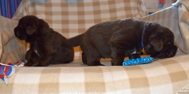 Фото: ньюфаундленд Sent Djons Yustiniya Yuliya (Сент Джонс Юстиния Юлия)