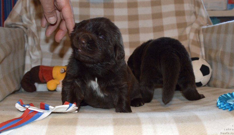 Фото: ньюфаундленд Sent Djons Yustiniya Yuliya (Сент Джонс Юстиния Юлия)