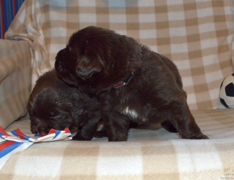 Фото: ньюфаундленд Sent Djons Yustiniya Yuliya (Сент Джонс Юстиния Юлия)