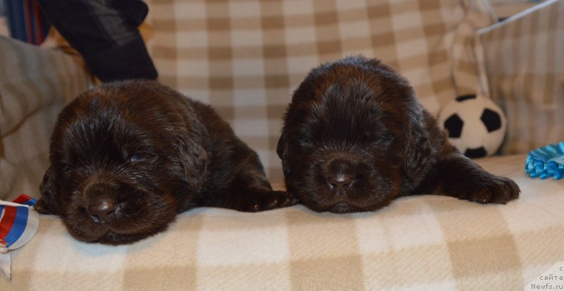 Фото: ньюфаундленд Sent Djons Yustiniya Yuliya (Сент Джонс Юстиния Юлия)