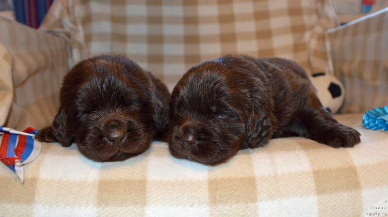 Фото: ньюфаундленд Sent Djons Yustiniya Yuliya (Сент Джонс Юстиния Юлия)