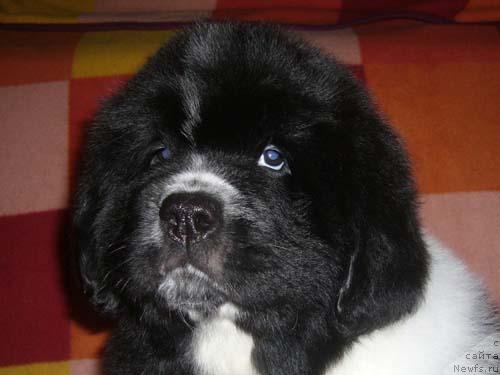 Фото: ньюфаундленд Super Bizon Gera (Супер Бизон Гера)