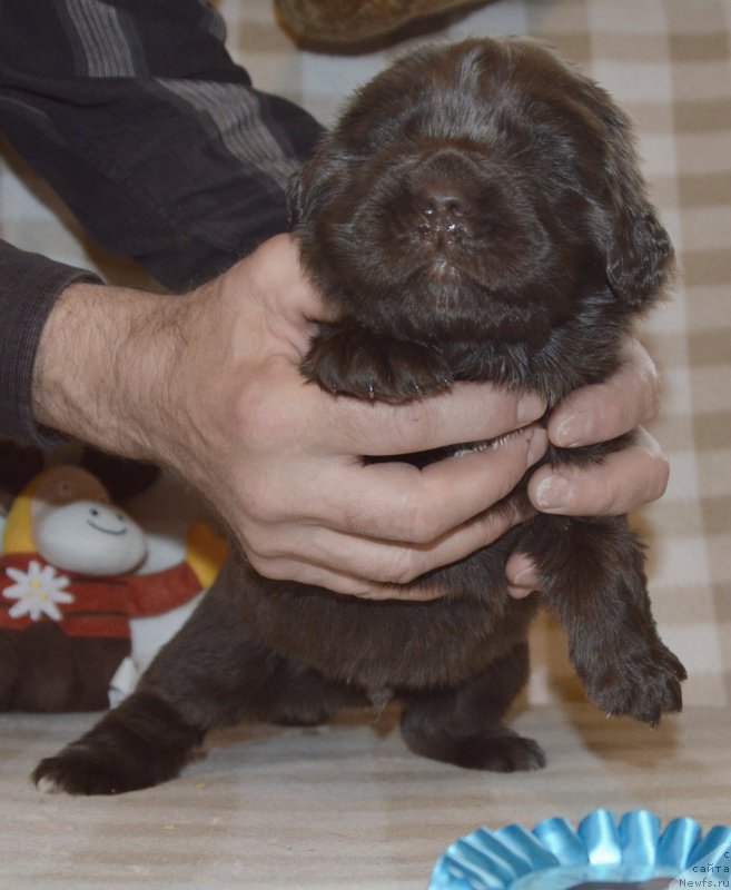 Фото: ньюфаундленд Sent Djons Yustiniya Yuliya (Сент Джонс Юстиния Юлия)