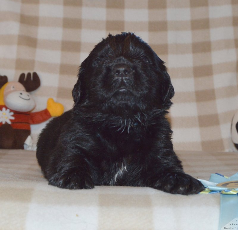 Фото: ньюфаундленд Sent Djons Yustiniya Yuliya (Сент Джонс Юстиния Юлия)