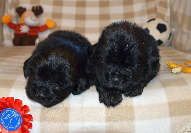 Фото: ньюфаундленд Sent Djons Yustiniya Yuliya (Сент Джонс Юстиния Юлия)