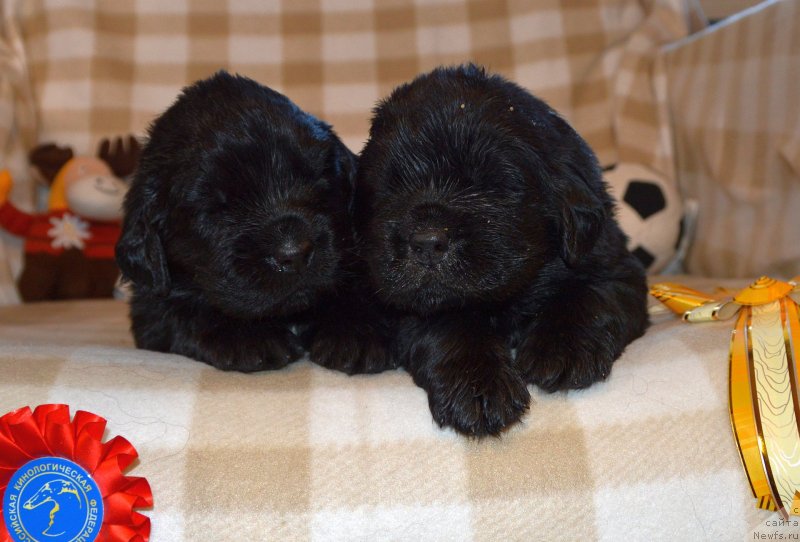 Фото: ньюфаундленд Sent Djons Yustiniya Yuliya (Сент Джонс Юстиния Юлия)