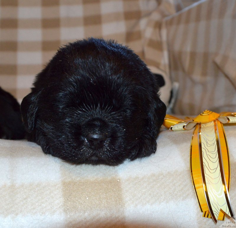 Фото: ньюфаундленд Sent Djons Yustiniya Yuliya (Сент Джонс Юстиния Юлия)