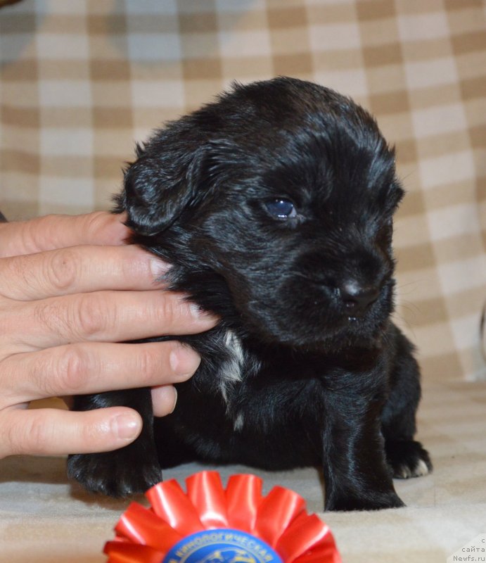 Фото: ньюфаундленд Sent Djons Yustiniya Yuliya (Сент Джонс Юстиния Юлия)