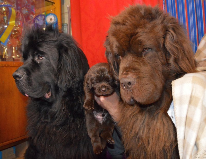 Фото: ньюфаундленд Sent Djons Yustiniya Yuliya (Сент Джонс Юстиния Юлия), ньюфаундленд I Follow The Sun de L'Etoile de Cyrice