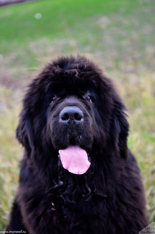 Фото: ньюфаундленд Dark Pride Vintage (Дак Прайд Винтаж)