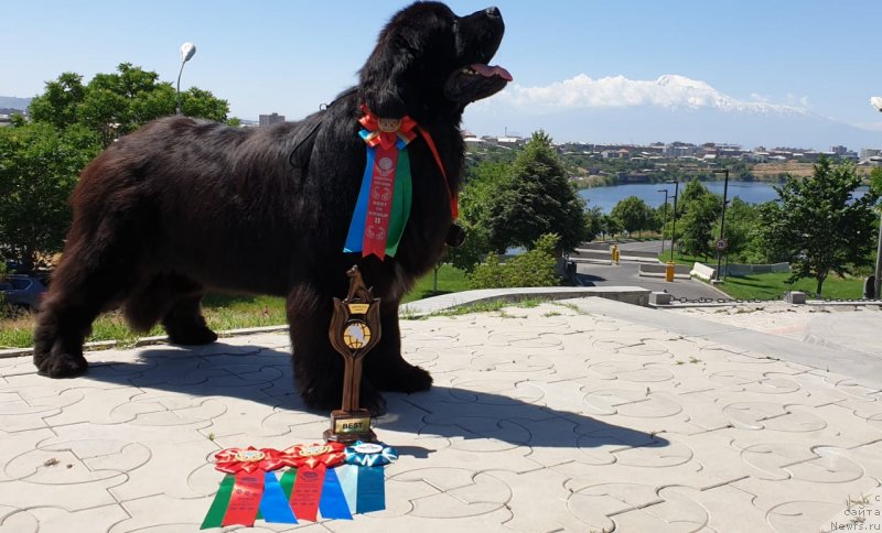 Фото: ньюфаундленд Aquatoriya Kelvin Navigator (Акватория Келвин Навигатор)